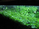 water pennywort,Indian Pennywort, Marsh Penny, Thick-leaved Pennywort
